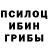 Галлюциногенные грибы Psilocybine cubensis Northern Dvina
