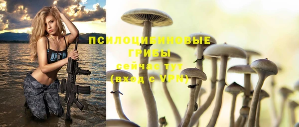 крисы Бородино